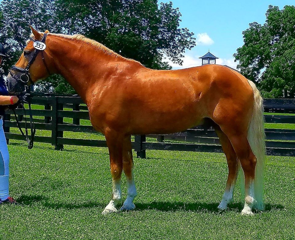 Haflinger Ponies